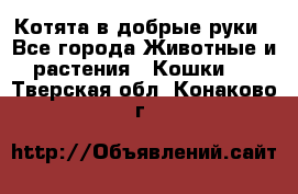 Котята в добрые руки - Все города Животные и растения » Кошки   . Тверская обл.,Конаково г.